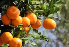 آموزش کاشت و پرورش درخت نارنگی در خانه (2 نکته مهم)