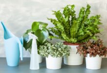 ۱۸ گیاه آپارتمانی زیبا و جذاب برای تزئین خانه و محل کار (2 نکته مهم)