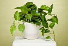 بهترین روش نگهداری از گیاه پتوس در منزل( گیاه لوکژ) (2 نکته مهم)