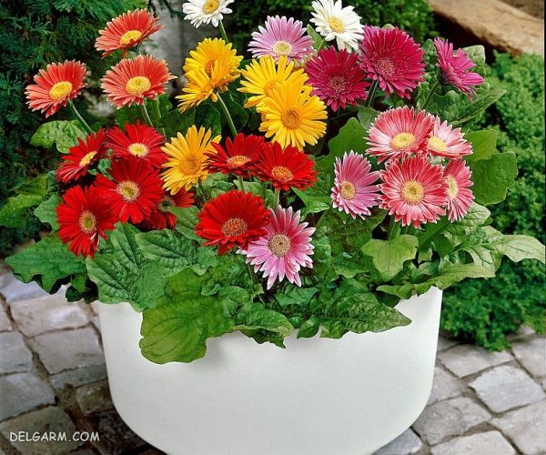 ۶ سوپر گیاه که هوای خانه شما را تصفیه میکند (2 نکته مهم) گل ژربرا تصفیه کننده فضای خانه