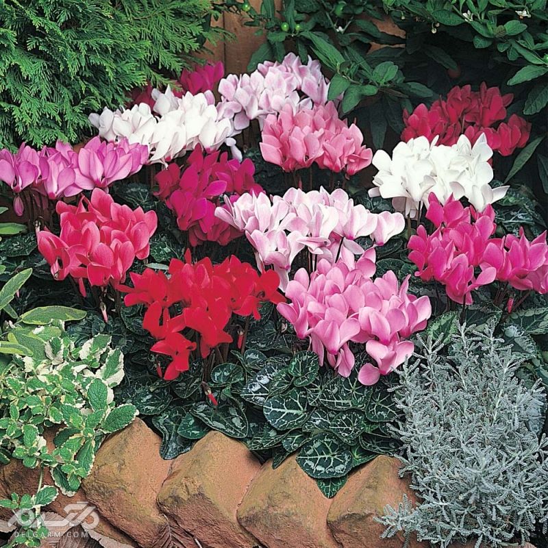 گل های زمستانی / گل های مناسب فصل سرما کدامند؟ (2 نکته مهم) گل سیکلا من (Cyclamen)