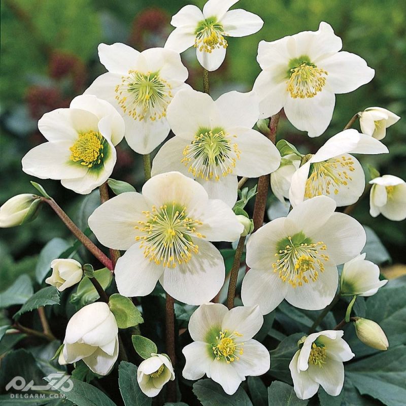 گل های زمستانی / گل های مناسب فصل سرما کدامند؟ (2 نکته مهم) گل خربق (Hellebores)