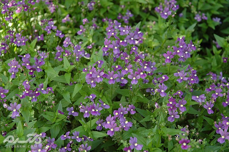 گل های زمستانی / گل های مناسب فصل سرما کدامند؟ (2 نکته مهم) Nemesia