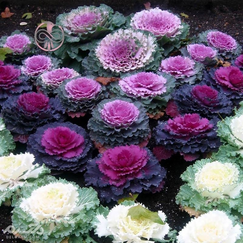 گل های زمستانی / گل های مناسب فصل سرما کدامند؟ (2 نکته مهم) گل کلم زینتی