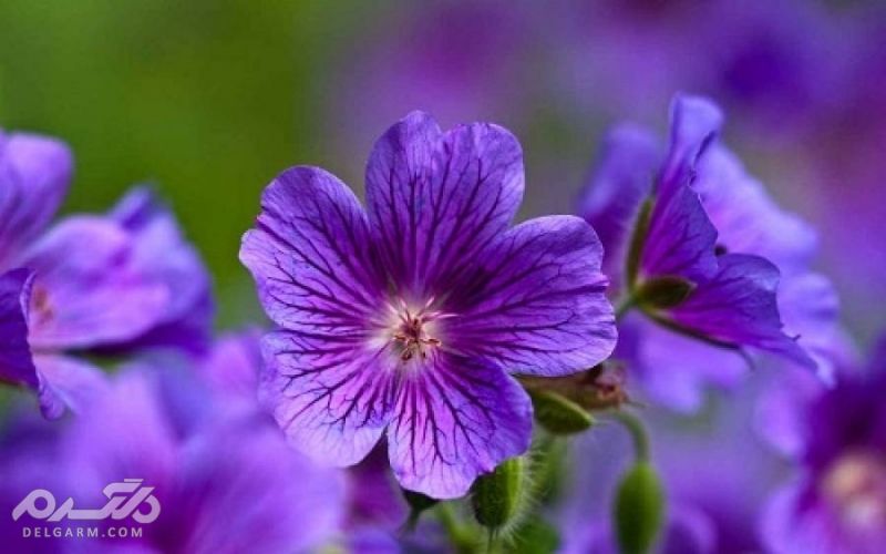 گل های زمستانی / گل های مناسب فصل سرما کدامند؟ (2 نکته مهم) گل بنفشه