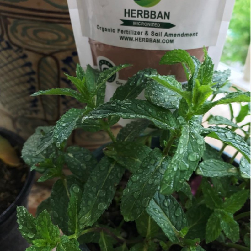 آشنایی با هربان (herbban) کود معدنی و ارگانیک گیاهان (2 نکته مهم)