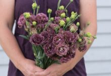 بهترین روش برای نگهداری گل لیزیانتوس و پرورش آن (2 نکته مهم)