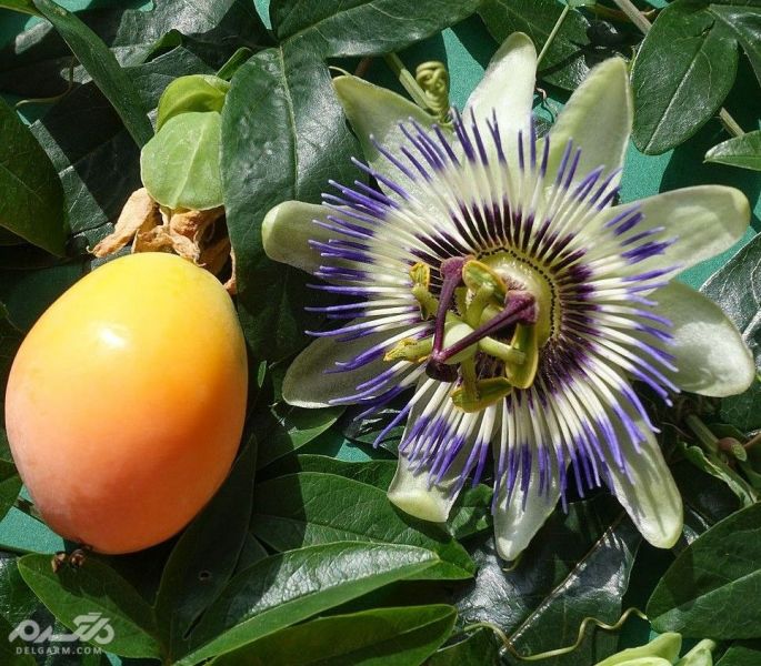 میوه گل ساعتی