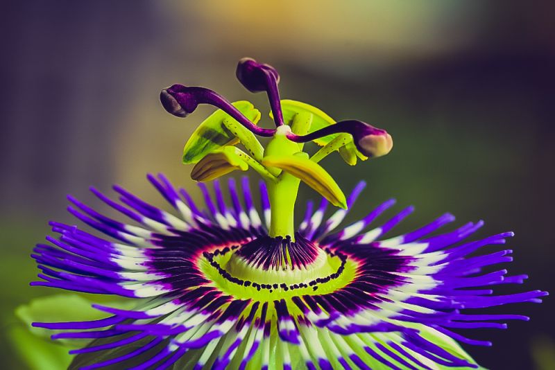 گل ساعت و روش تکثیر این گیاه (2 نکته مهم)