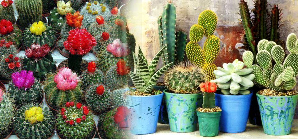 به نگهداری کاکتوس علاقه دارید؟معرفی کامل کاکتوس های زینتی (2 نکته مهم) به نگهداری کاکتوس علاقه دارید؟معرفی کامل کاکتوس های زینتی (2 نکته مهم)