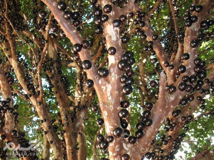درخت توپی درختی عجیب و مرگبار