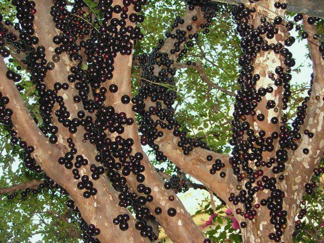 درخت توپی درختی عجیب و مرگبار (2 نکته مهم)