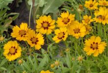نحوه ی نگهداری و تکثیر گل اشرفی (کورئوپسیس) (2 نکته مهم)
