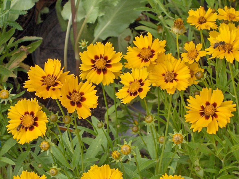 نحوه ی نگهداری و تکثیر گل اشرفی (کورئوپسیس) (2 نکته مهم) نحوه ی نگهداری و تکثیر گل اشرفی (کورئوپسیس) (2 نکته مهم)