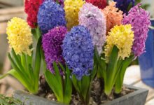 نگهداری ، تکثیر و کاشت گل سنبل (2 نکته مهم)