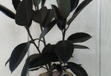 معرفی و راهنمای پرورش گیاهان زینتی - فیکوس الاستیکا (2 نکته مهم)