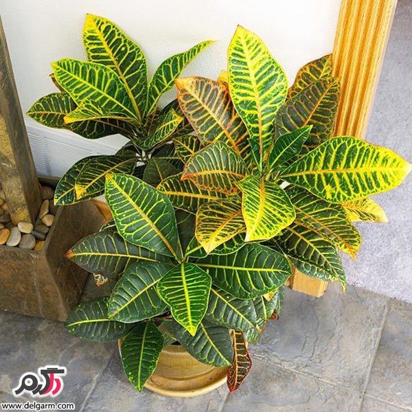 نگهداری و پرورش گل کروتون
