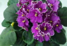 نحوه نگهداری از گیاه بگونیای هلندی (2 نکته مهم)