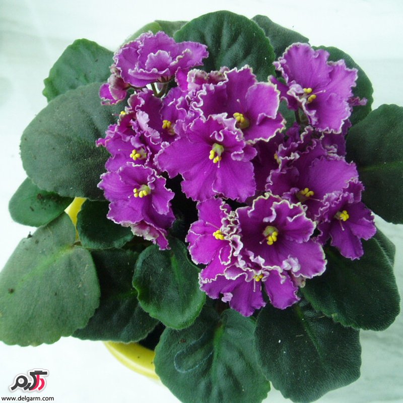 نحوه نگهداری از گیاه بگونیای هلندی (2 نکته مهم)