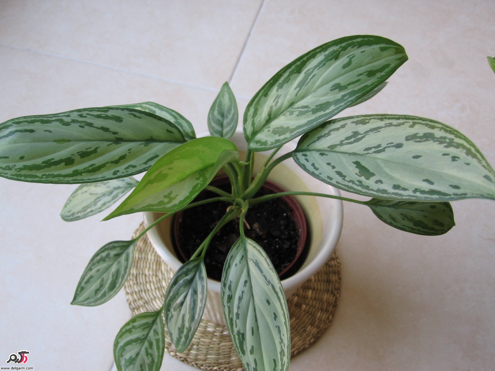 اصول کاشت و نگهداری گل آگلونما در خانه (2 نکته مهم)
