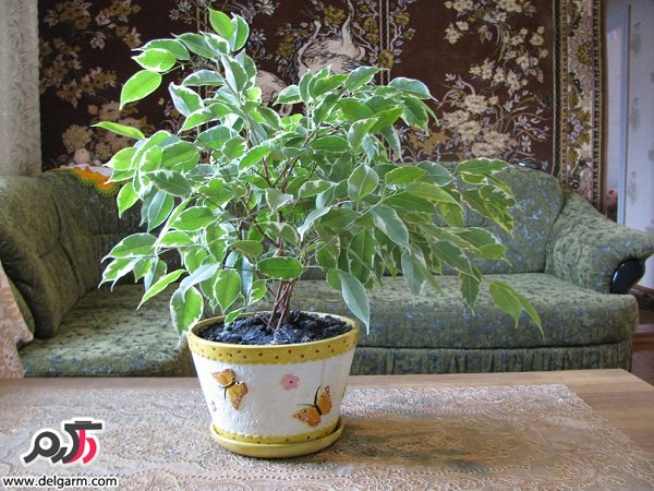 چرا برگ های گل بنجامین میریزد؟ (2 نکته مهم) چرا برگ های گل بنجامین میریزد؟ (2 نکته مهم)