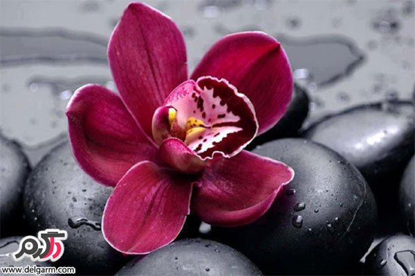 پرورش و نگهداری گل ارکیده (2 نکته مهم)