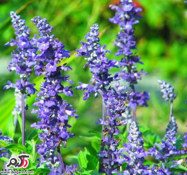 خواص شگفت انگیز مریم گلی (2 نکته مهم)