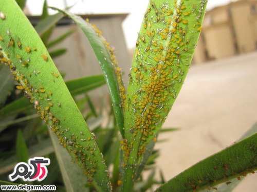 چگونه شته ی روی درختان را کنترل کنیم؟