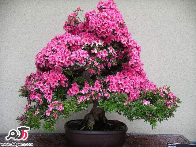 گیاهان زینتی به همراه عکس (2 نکته مهم)