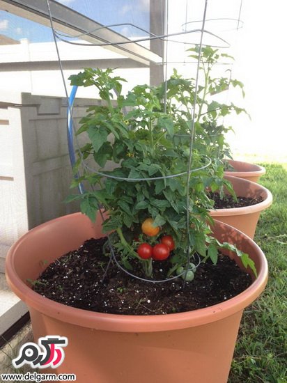 پرورش گوجه گیلاسی در خانه
