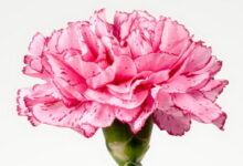 بهترین روش نگهداری از گل میخک چیست؟ (2 نکته مهم)