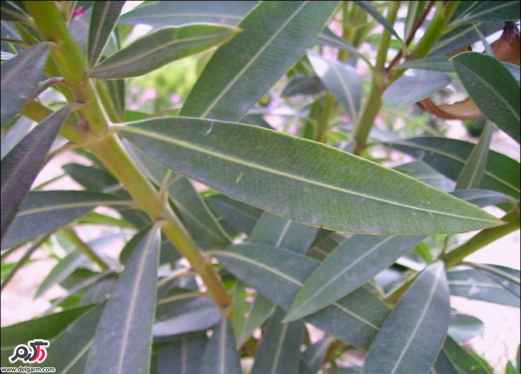 درختچۀ خرزهره