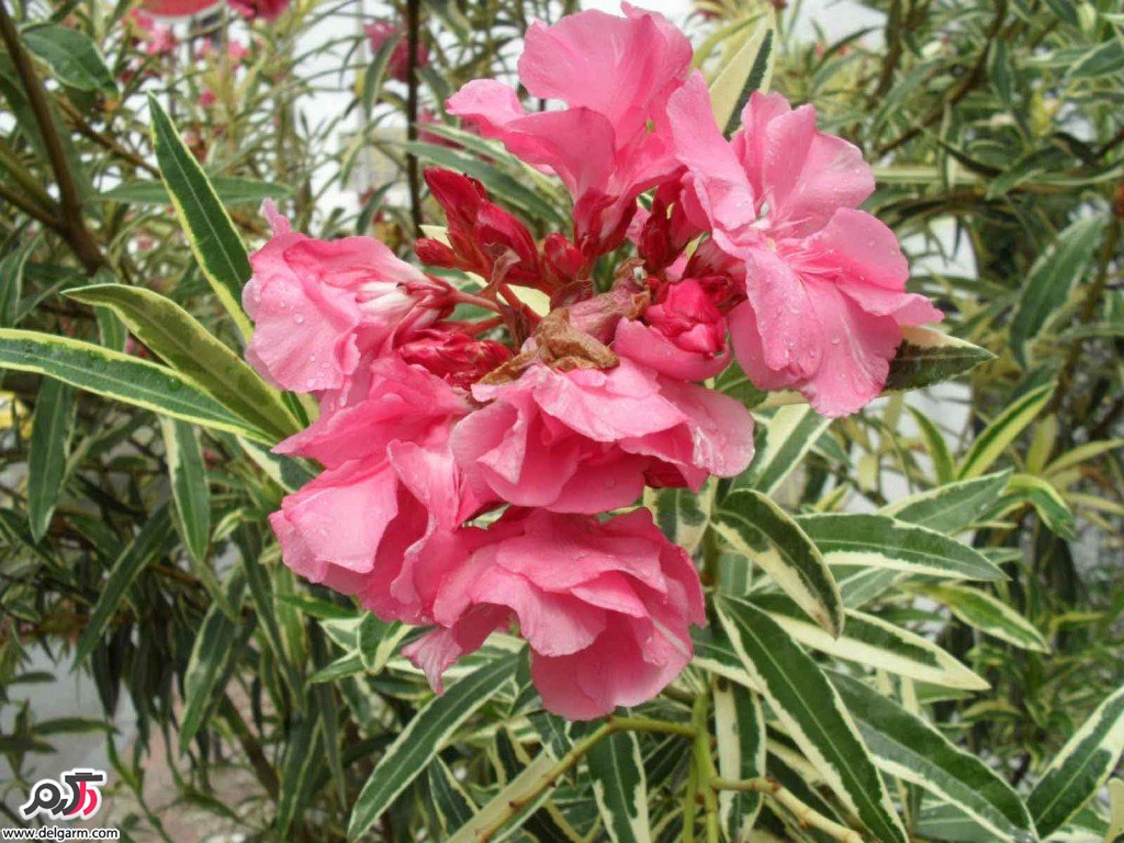 درختچۀ خرزهره