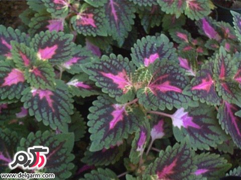 قبل از خرید گل‌های آپارتمانی