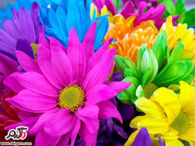 گل های زیبا سری اول