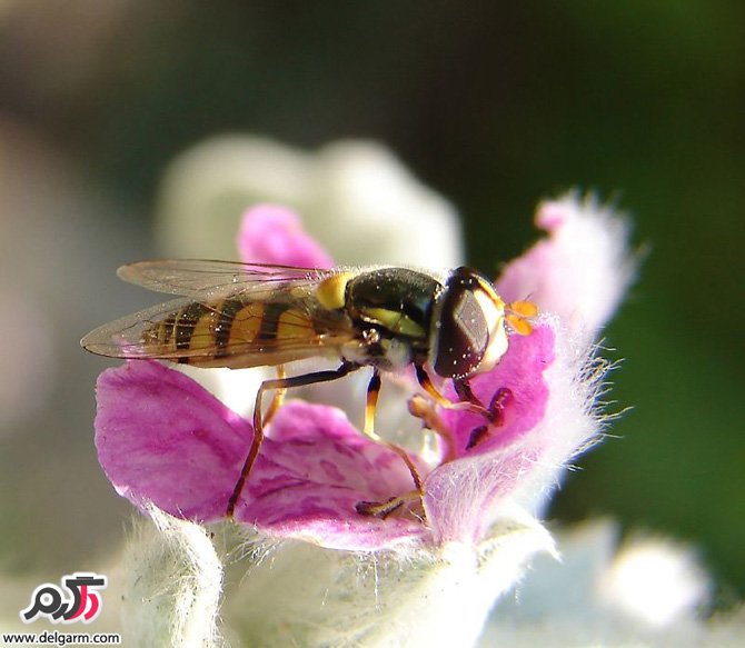 گل های زیبا سری اول