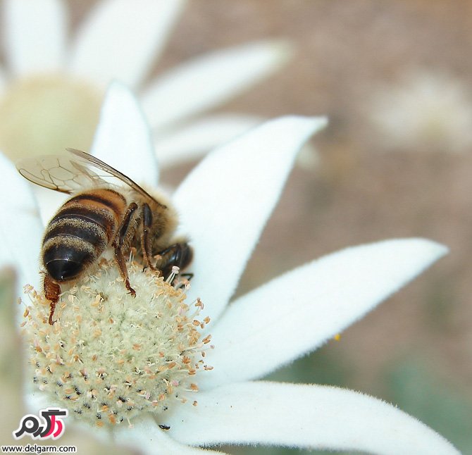 گل های زیبا سری اول