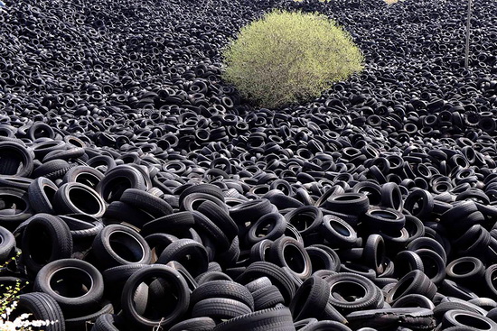 Beautiful plant images