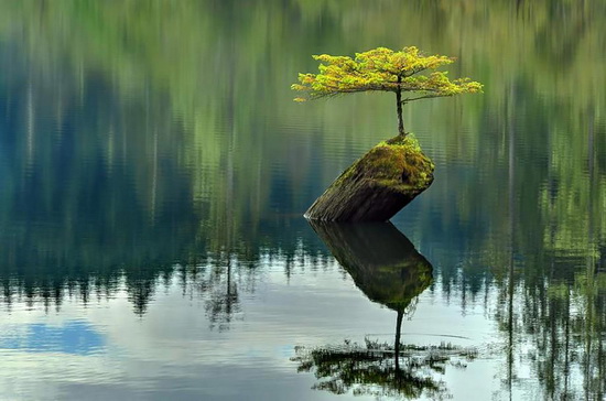Beautiful plant images