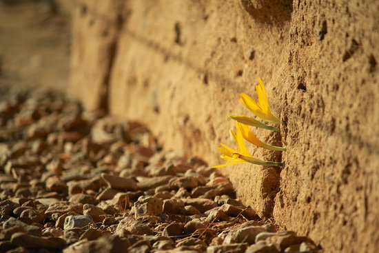 Beautiful plant images