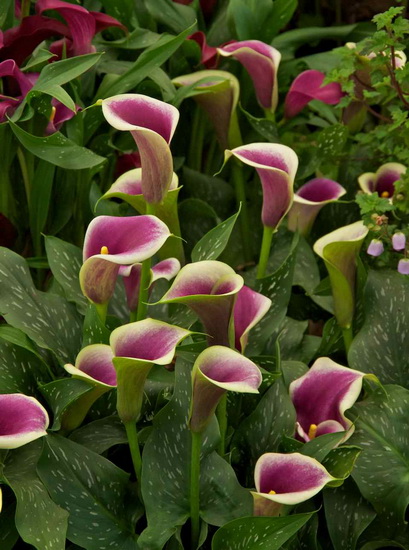 آشنایی با گل های مرگبار
