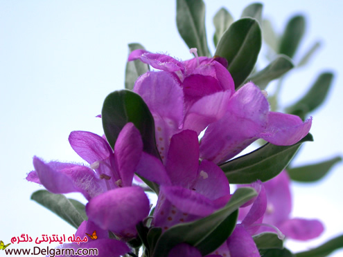بهترین سبزی های خوراکی