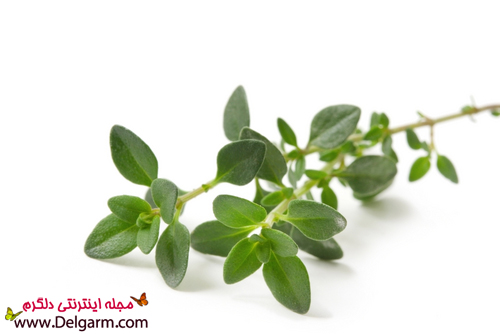 بهترین سبزی های خوراکی