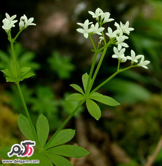 آشنایی با گل مروارید عطری