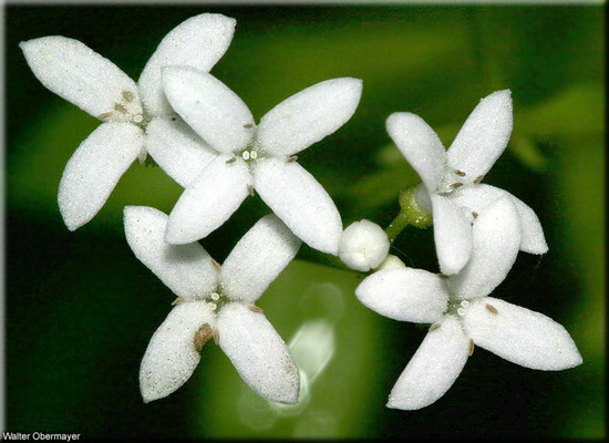 آشنایی با گل مروارید عطری+عکس (2 نکته مهم) آشنایی با گل مروارید عطری+عکس (2 نکته مهم)