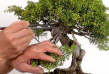 نگهداری بونسای،بررسی موارد نگهداری از گیاه بونسای (2 نکته مهم)