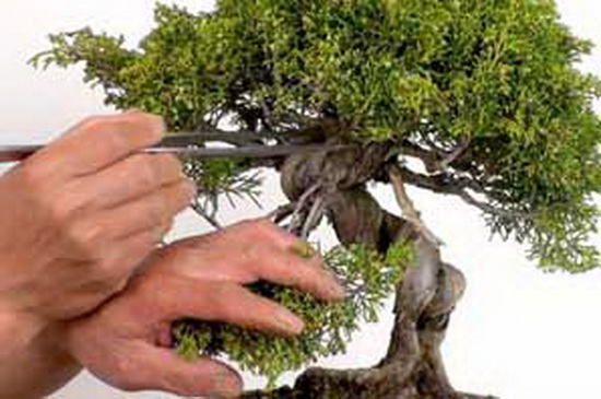 نگهداری بونسای،بررسی موارد نگهداری از گیاه بونسای (2 نکته مهم) نگهداری بونسای،بررسی موارد نگهداری از گیاه بونسای (2 نکته مهم)