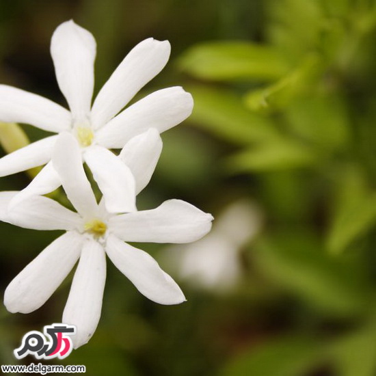 معرفی گیاهان گلدار