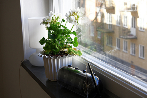 معرفی گیاهان گلدار زیبا برای خانه ی شما (2 نکته مهم) معرفی گیاهان گلدار زیبا برای خانه ی شما (2 نکته مهم)