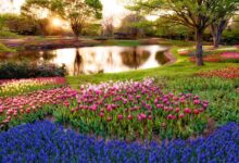 آغاز بهار در ژاپن+تصاویر (2 نکته مهم)